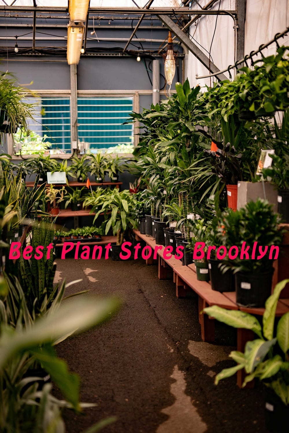 plants on shelves in a greenhouse plant shop