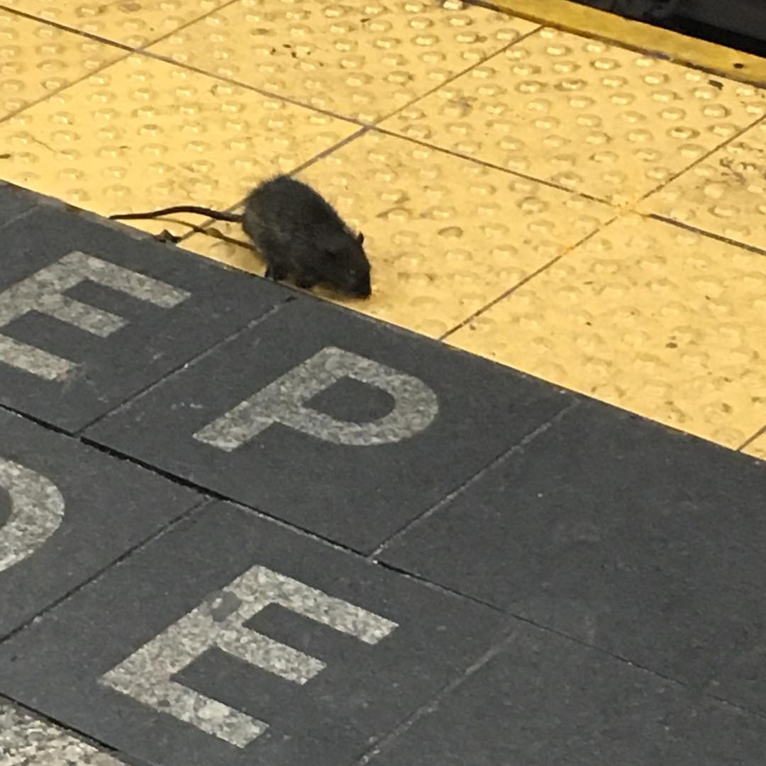 Rats in NYC